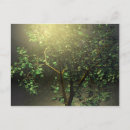 Recherche de arbre japonais cartes postales Nature