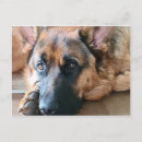 Zoek naar german shepherd briefkaarten Hond