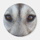 Recherche de chien loup magnets Dog