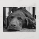 Zoek naar labrador puppy briefkaarten Canine