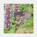 Recherche de machaon noir Photographie