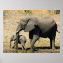 Recherche de voyage de bébé posters Éléphant
