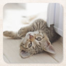 Recherche de personne chat dessous de verres Aucunes personnes