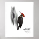 Zoek naar vogels posters Vogelpest