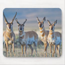 Recherche de antilopes tapis souris Pronghorn