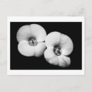 Zoek naar doorn briefkaarten Bloemen