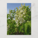 Recherche de fleurs lilas cartes postales Nature