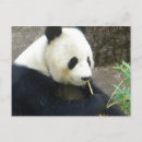 Recherche de panda noir et blanc cartes postales Nature