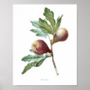 Zoek naar varken posters Bloem