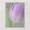 Zoek naar lavendel briefkaarten Lavender