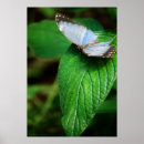 Zoek naar morpho vlinder posters Tuin