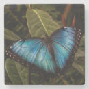 Recherche de papillon bleu morpho dessous de verres Insecte