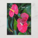 Zoek naar anthuriums briefkaarten Rood