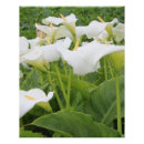 Recherche de calla lily posters Plante