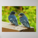 Recherche de hirundo posters Avale