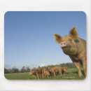 Recherche de champs tapis souris Nature