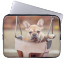 Recherche de canine coques Bulldog français