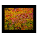 Recherche de érable rouge posters Arbres