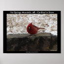 Recherche de cardinaux posters Oiseau