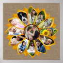 Recherche de tournesols vintages posters Pour eux