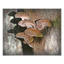 Recherche de comestible posters Shiitake
