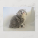 Recherche de gorgeous cartes postales Photographie