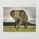 Recherche de éléphant africain cartes postales Nature