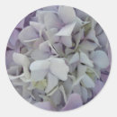 Recherche de hortensia autocollants Pourpre