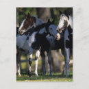 Zoek naar verf paard briefkaarten Groep