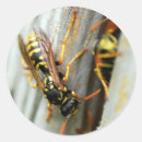 Recherche de guêpes autocollants Animal