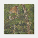 Zoek naar maleisië magneten Natuur