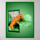 Recherche de salamandre posters Orange