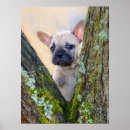 Recherche de french bulldog posters Pour elle