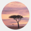 Recherche de acacia autocollants Arbre d'acacia