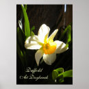 Recherche de jonquille posters Printemps