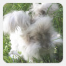 Recherche de angora Lapin