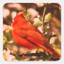 Recherche de cardinal autocollants Animaux