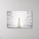 Recherche de paon blanc posters Albinos