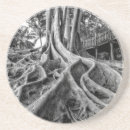 Recherche de racines dessous de verres Paysage