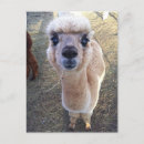 Recherche de d alpaga posters Heureux