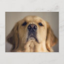 Zoek naar hond neus briefkaarten Puppy
