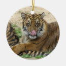 Recherche de chat bengale ornements Faune