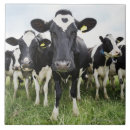 Recherche de troupeau carreaux Agriculture