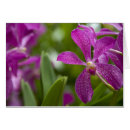 Recherche de cindy Violet