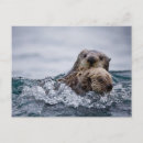 Recherche de loutres cartes postales Loutre de mer