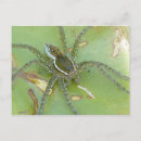 Recherche de d araignée cartes postales Faune