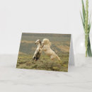 Recherche de étalon sauvage vœux cartes Ranch