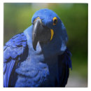 Zoek naar ara tegels Wild