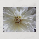 Zoek naar witte dahlia briefkaarten Dahlias