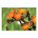Recherche de vie sauvage posters Orange